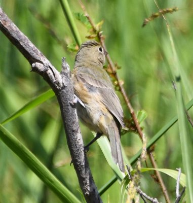Female Painted Bunting?