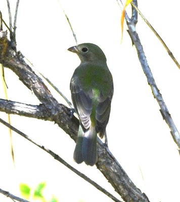 Female Painted Bunting?