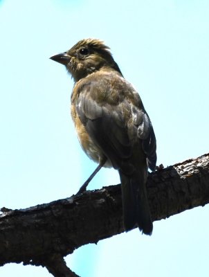 Female Painted Bunting?