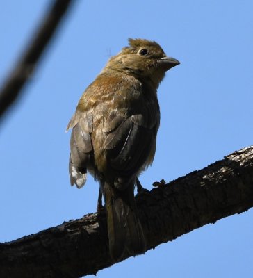 Varied Bunting
WPD: dark brown plumage, eye ring obscure in front of eye