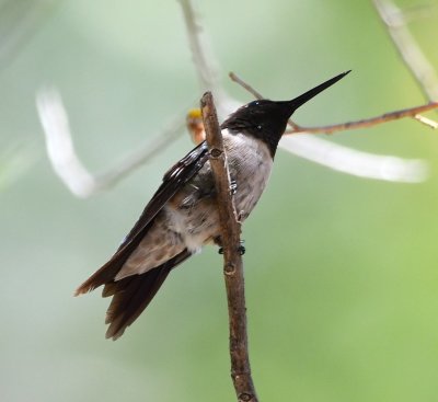 Black-chinned Hummingbird