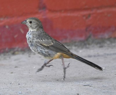 This Canyon Towhee looked like it was tip-toeing across the concrete floor under the pavilion.
