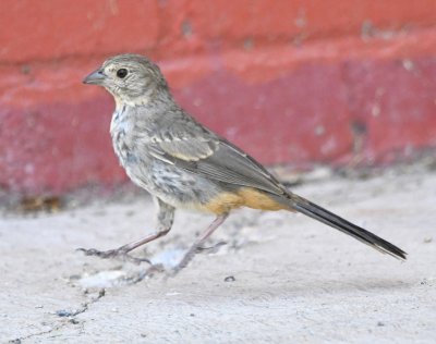 Canyon Towhee