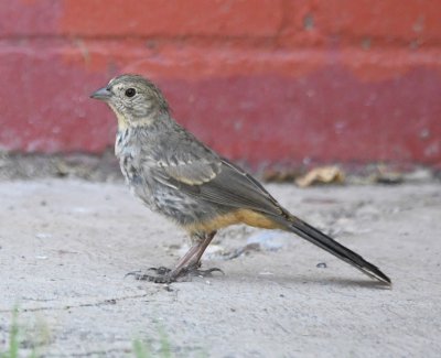 Canyon Towhee