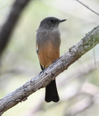 Say's Phoebe