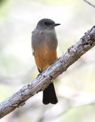 Say's Phoebe