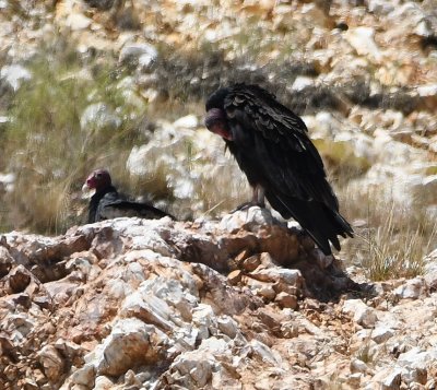 Turkey Vultures on rocks along the road as we left the park
