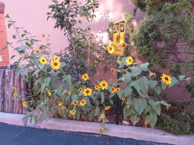 Sunflowers in a bed at the hotel