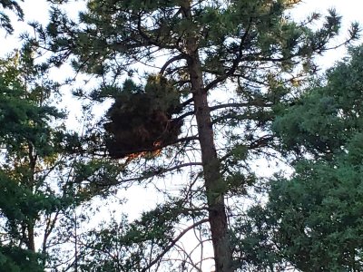 Kent and Cheryl pointed out the massive raven nest in the pine tree that had been built up over several years.