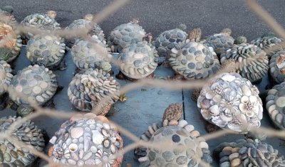 More turtles