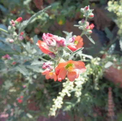 Wildflowers along the trail