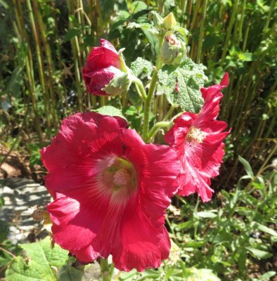 Giant red hollyhock blooms