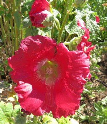 Red Hollyhock