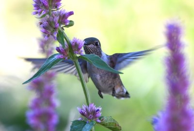 The Center had a wide variety of blooming plants that were attracting birds and insects, as well as several bird feeders: here a hummingbird visits a purple-flower plant.