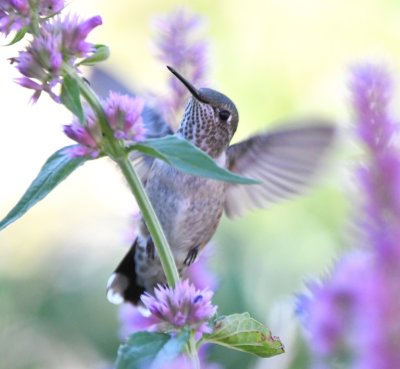 Female Broad-tailed Hummingbird?
