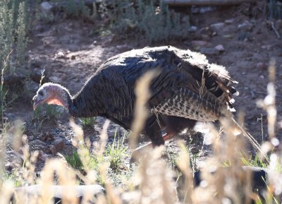 An adult Wild Turkey strolled through the bird feeding area with some immature ones.