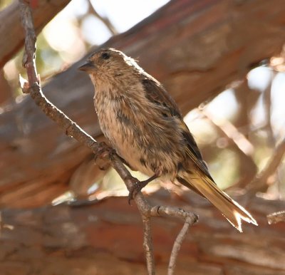 Pine Siskin