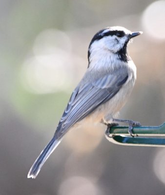 Mountain Chickadee at one of the hanging seed feeders at Randall Davey Audubon Center and Sanctuary, Santa Fe, NM