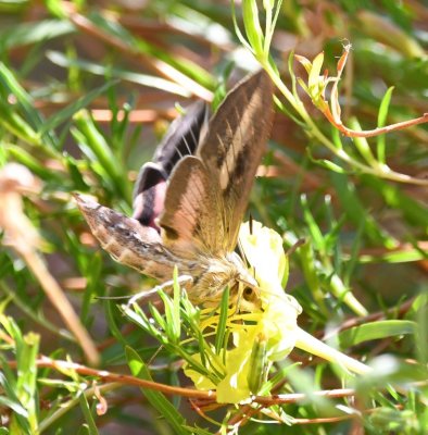 Sphinx Moth at a flower in the garden at Randall Davey Audubon Center