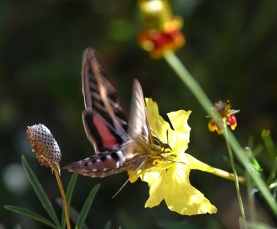 Sphinx Moth