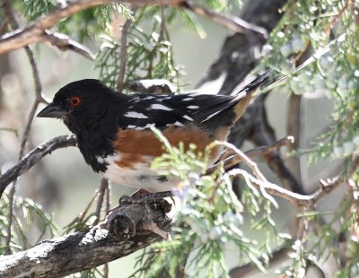 Spotted Towhee
