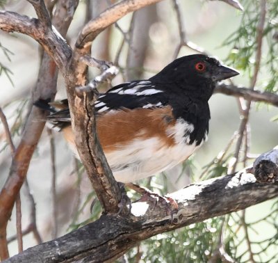 Spotted Towhee