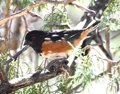 Spotted Towhee