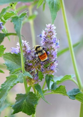 Orange-belted or Tricolored Bumblebee, Bombus ternarius