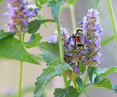 Orange-belted Bumblebee