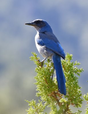 We hiked a trail about the Center buildings and saw several Woodhouse's Scrub-Jays.