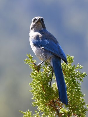 Woodhouse's Scrub-Jay