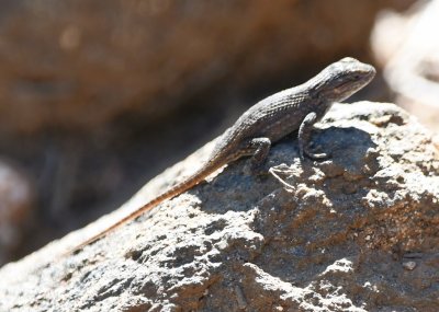 One of several lizards we saw along the trail.
