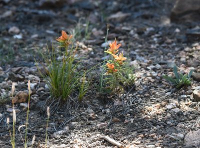 Wildflowers
