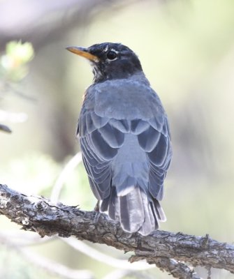 We were surprised to see an American Robin in the trees.