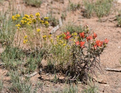 Wildflowers