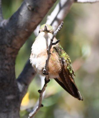 Broad-tailed Hummingbird?