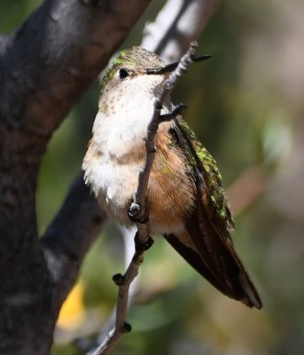 Broad-tailed Hummingbird?