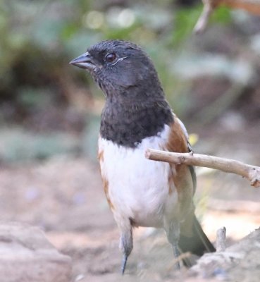 Back at the center's feeders, we saw a Spotted Towhee again.