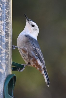 White-breasted Nuthatch on a seed feeder