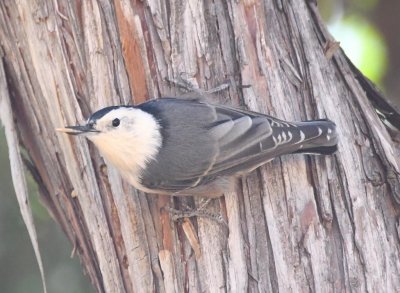 The White-breasted Nuthatch would get a seed from the feeder and go to a nearby tree to eat it.