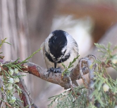 The Mountain Chickadee did the same thing.