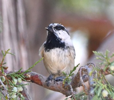 Mountain Chickadee