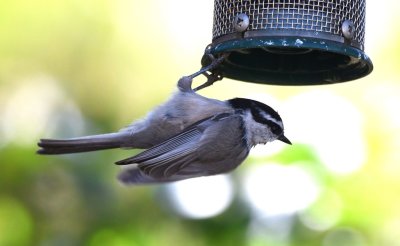Mountain Chickadee, performing acrobatics, hanging from the bottom of a tube feeder