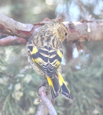 Yellow adult male Pine Siskin