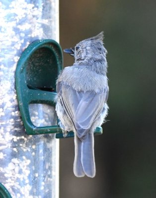 Juniper Titmouse
