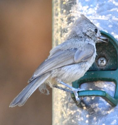 Juniper Titmouse