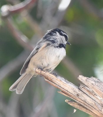 Mountain Chickadee