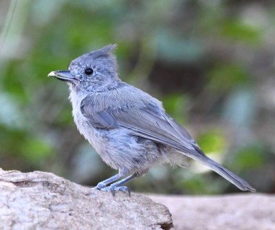 Juniper Titmouse