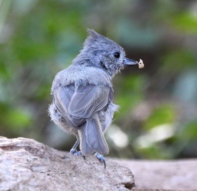 Juniper Titmouse