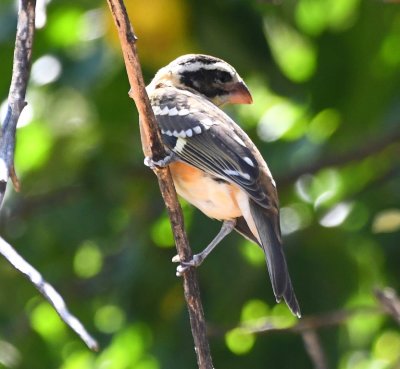 Black-headed Grosbeak